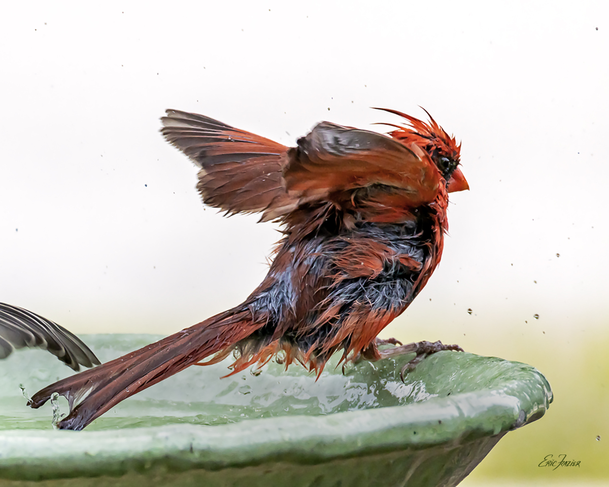 Mr. Cardinal must have been pretty comfortable with Ms. House Finch, letting her see him this way. Captured June 4, 2026, by Eric F. Frazier.