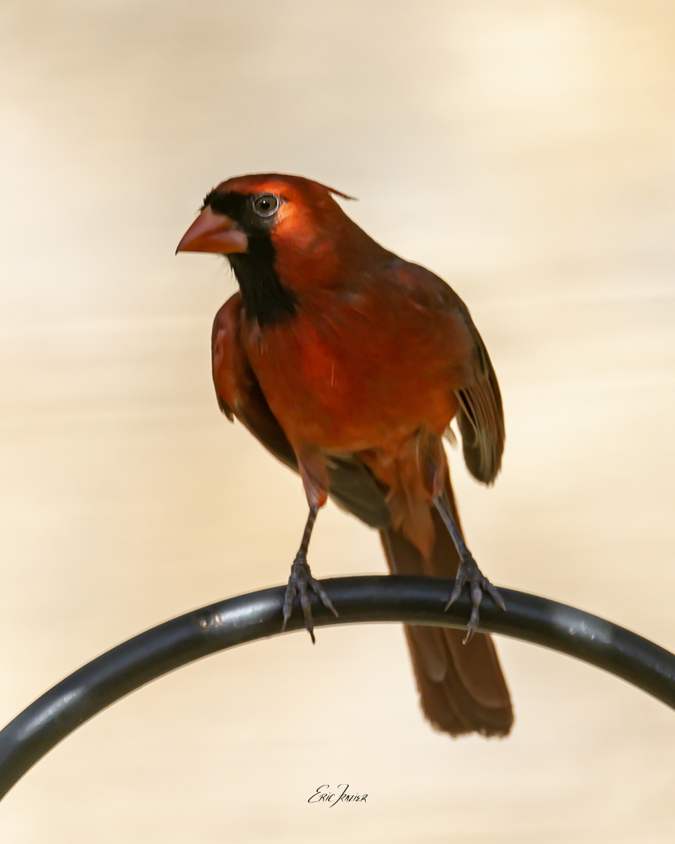 This male Northern Cardinal plays peekaboo with the sunlight as wind moves foliage overhead. Captured June 4, 2026, by Eric F. Frazier.