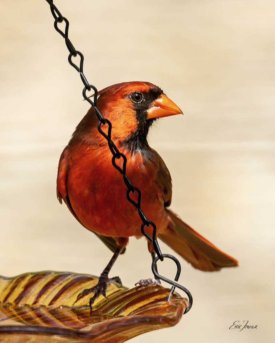 Larger birds like this male Northern Cardinal often bypass this small water dish that sways under their weight as they sip. Chickadees hang from the chains to avoid drowning.