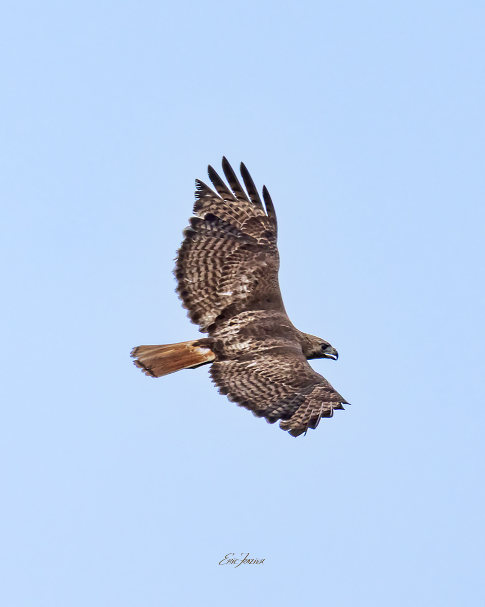Our rooftop deck enabled overhead shots of some birds in flight making low passes. Captured June 21, 2026, by Eric F. Frazier.