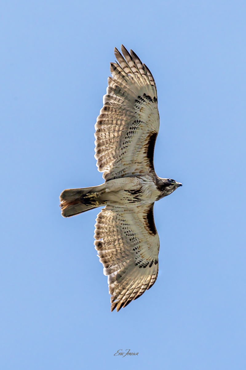 Our rooftop deck provided a good vantage point for capturing this flyover. Captured June 21, 2026, by Eric F. Frazier.