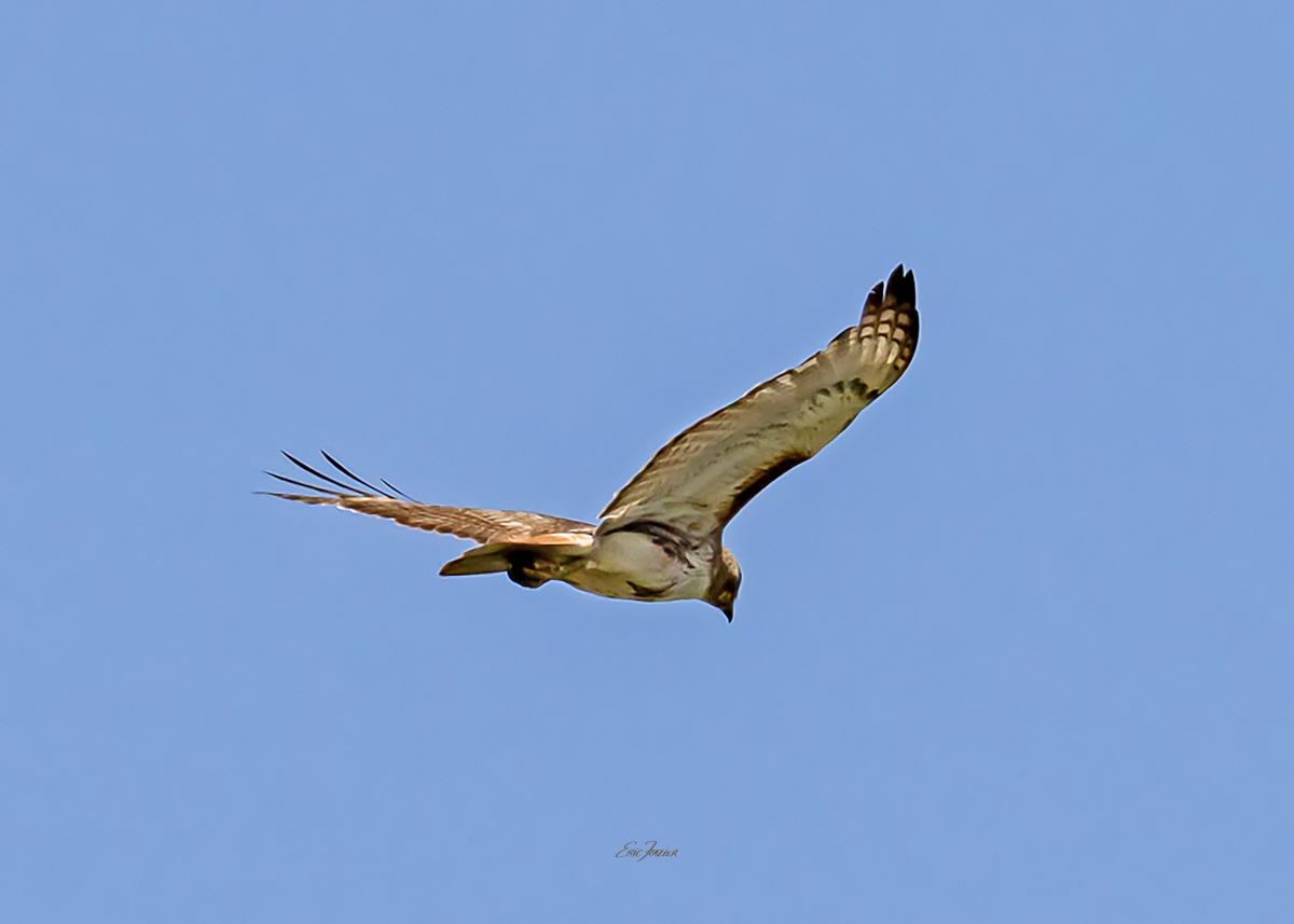 A Red-tailed Hawk hovers in place while scanning the ground for prey by flying into the oncoming sea breeze. Captured June 21, 2026, by Eric F. Frazier.