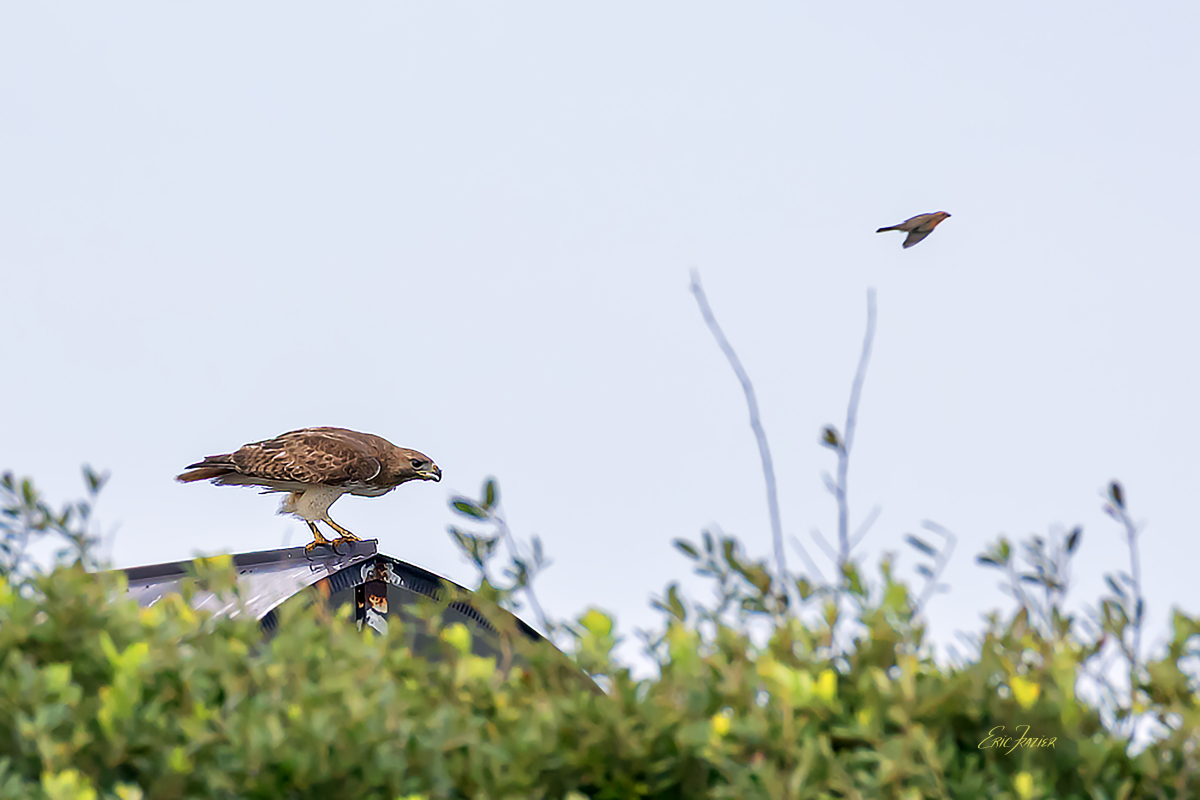 A songbird flies by just as this Red-shouldered Hawk prepared to launch. The hawk was after other prey. Captured June 25, 2026, by Eric F. Frazier.