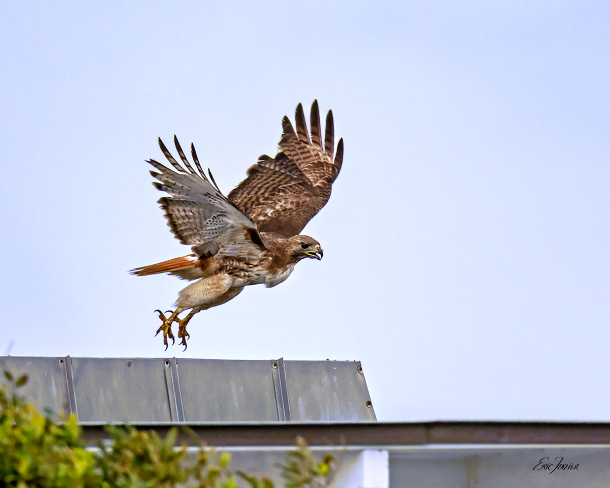 Liftoff for this Red-tailed Hawk provided a good look at every part of the bird. Captured June 21, 2026, by Eric F. Frazier