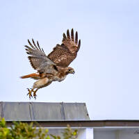 Liftoff for this Red-tailed Hawk provided a good look at every part of the bird. Captured June 21, 2026, by Eric F. Frazier