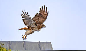 Liftoff for this Red-tailed Hawk provided a good look at every part of the bird. Captured June 21, 2026, by Eric F. Frazier