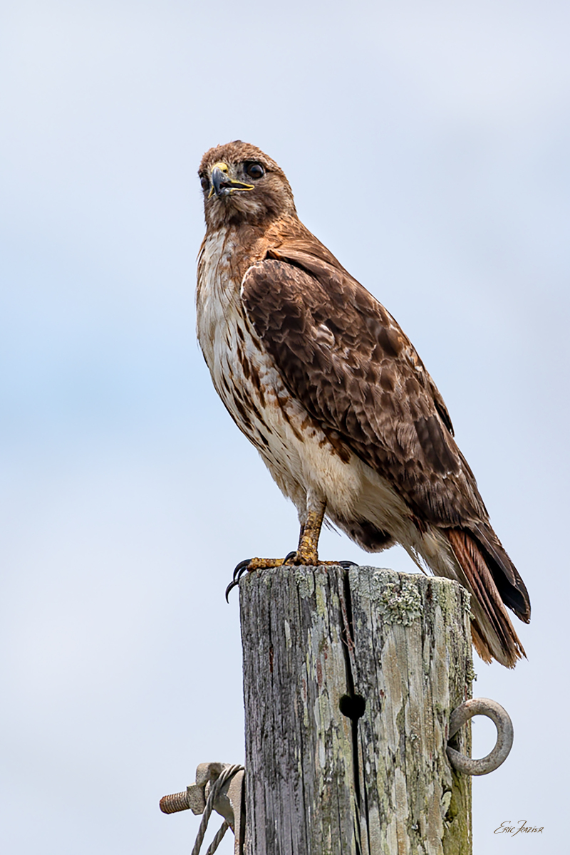A Red-tailed Hawk perches atop a utility pole at Isle of Palms, S.C. Captured June 25, 2026, by Eric. F. Frazier.