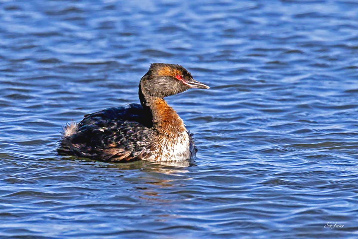This juvenile Slavonian Grebe was swimming all alone for about a half hour in Lake Myvatn, Iceland. Captured August 14, 2026, by Eric F. Frazier.