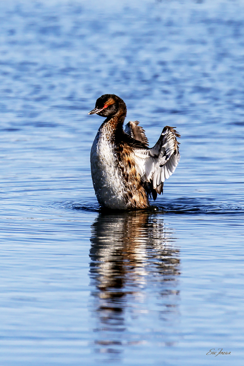 A Slavonian Grebe dries its wings in shallow water at Lake Myvatn, Iceland. Captured August 14, 2026, by Eric F. Frazier.
