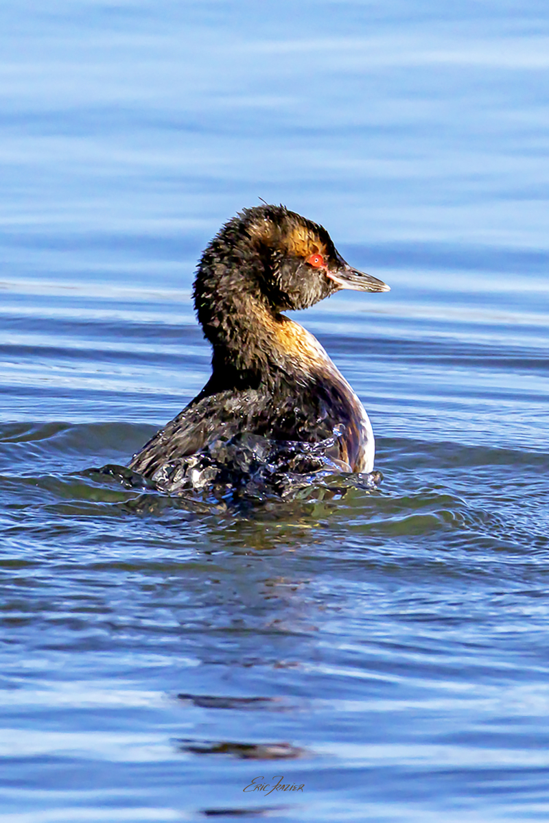 A Slavonian Grebe bathing in Lake Myvatn, Iceland. Captured August 14, 2026, by Eric F. Frazier.