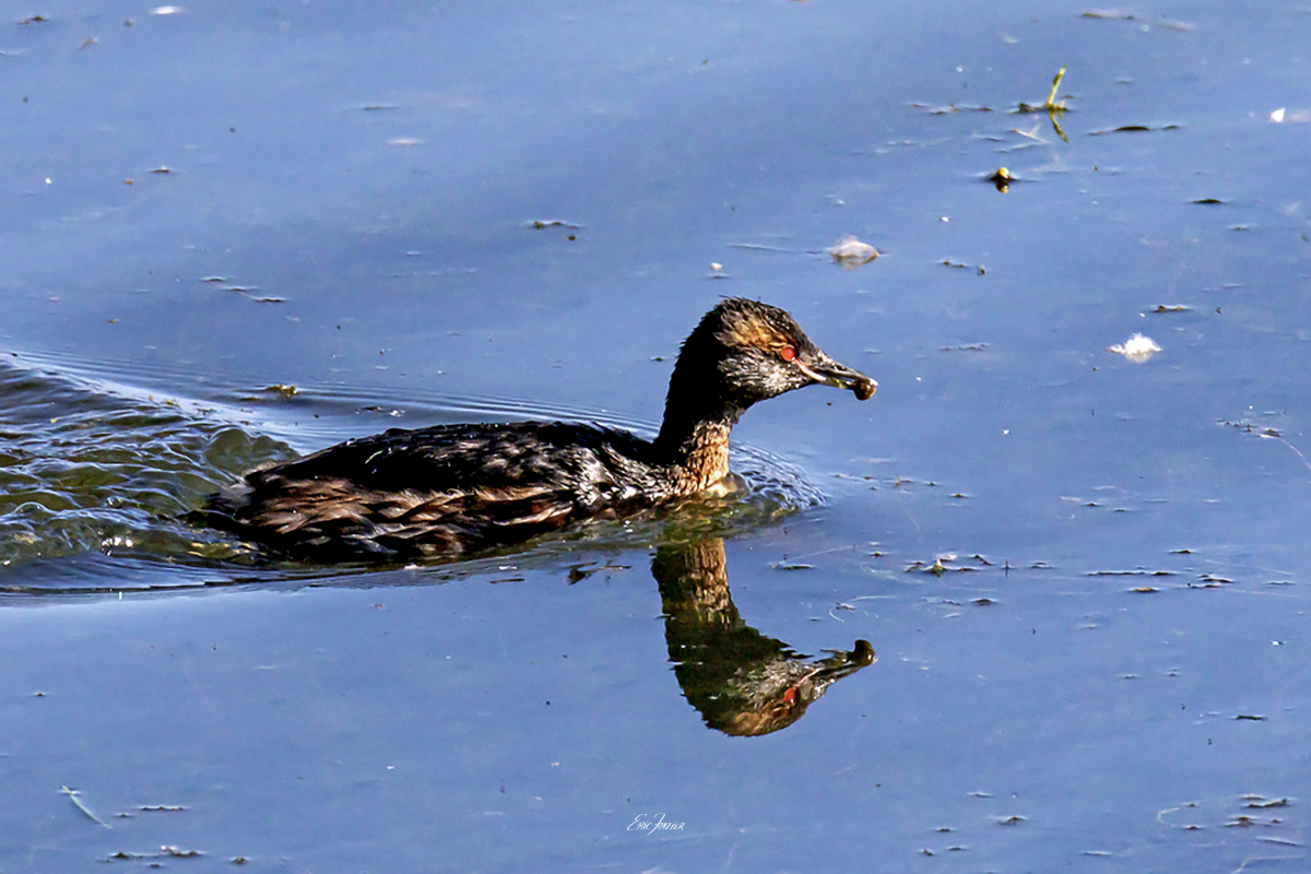 This Slavonian Grebe has a small snail in its beak—a regular part of his diet. Captured August 14, 2026, by Eric F. Frazier.