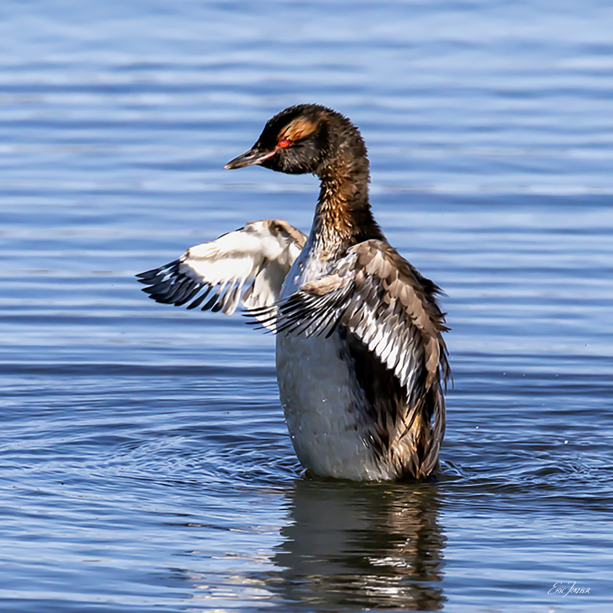 A young Slavonian (Horned) Grebe, drying the wings after a bath in shallow water. Captured August 14, 2026, by Eric F. Frazier.